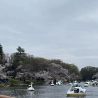 井の頭公園の桜／お花見しよう！