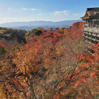 京都の紅葉を見に