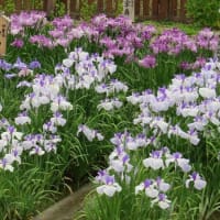 山田池公園・花菖蒲園　2018