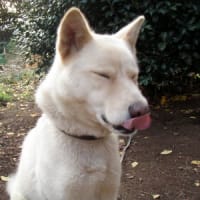 なんだ　これ…
