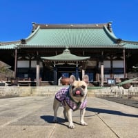 大銀杏の黄葉
