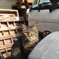 近づく春…猫と乗り物。