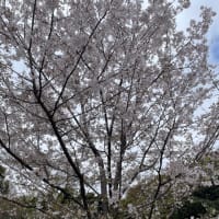 春の乾通りへ