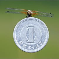 ハッチョウトンボ  ～（続々々）一円玉とトンボ～