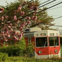 神戸電鉄さくら巡り　その10（雨の日の八重桜）