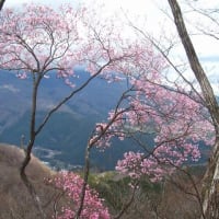 日光の花の咲き具合を偵察　　　鳴虫山　鉢石山観音寺から