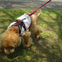 犬の森One Walk＠横浜