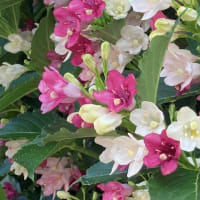 通りすがりに見た花々と庭に咲いた花たち