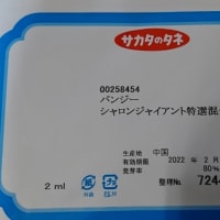 パンジーの種蒔き(2種類目)