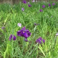 あじさいの花は 嫌い（相模原北公園2025）