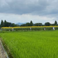 毎日が不調です