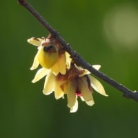和泉リサイクル環境公園（２０２５年２月１４日）