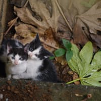 チェルの兄弟　その１