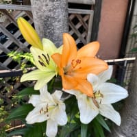 6月5日（木）昨日のゲストと神戸へ