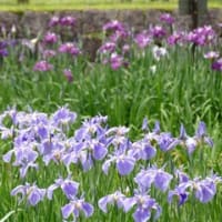奈良県営「馬見丘陵公園のハナショウブ・２０２５」