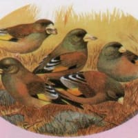 狩猟できません　カワラヒワ　です