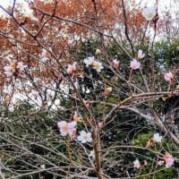 シキザクラ：元気一杯に咲いていた