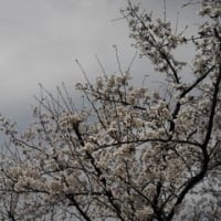 三田の桜も満開です。