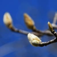 木蓮の冬芽