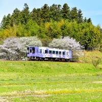 春の里山、桜サミット散歩道。