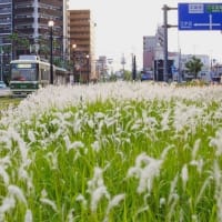 ツバナそよぐ　250601