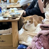 看板猫のいるお店で猫ディナー 2 (2312-4)