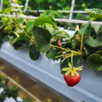 今シーズンのいちご狩りもそろそろ終わり?