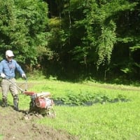 カボチャ，サツマイモなどの畑の耕運除草