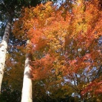 紅葉の季節(ブログ１周年)