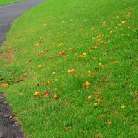蓮の花 梅の実事件 謎だらけ コースの秘密 知れば知るほど