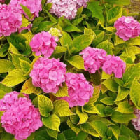 旧中川の紫陽花