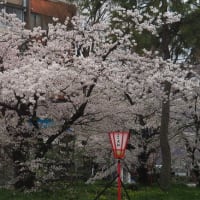 金沢城公園と兼六園の桜