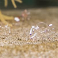 みとしーラボの生き物 2024冬～2025春　前編