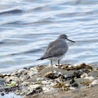 05/14探鳥記録写真-2：狩尾岬の鳥たち（キアシシギ、ウミウ、）