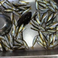 鯵釣り