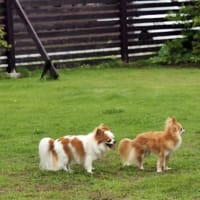 しっぽが無くなる🐕❔