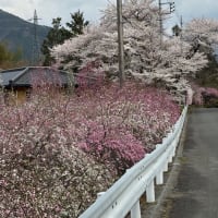 玉村北公園のチューリップ