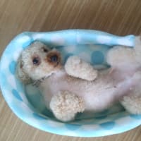 散髪に行きました