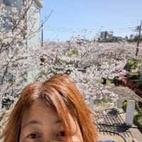 あえて花見は行かない！