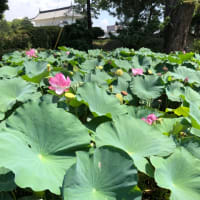 本日より通常営業です