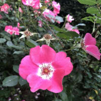 【札幌市豊平区　2025豊平公園の花④】
