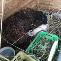 今年も産まれました。