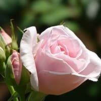 ピンクのバラ　８品種　〈プリンセスアイコ　レディ ライク　ファーストブラッシュ　アンジェラ　ミルイチェ　桃香　芳醇　香澄〉　