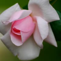 薔薇 青龍 田舎のガーデン 薔薇 青龍 田舎のガーデン