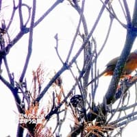 05/27探鳥記録写真-3：5月中旬に出会った鳥たち（キアシシギ、アマサギ、オオヨシキリ、ウグイスほか、）