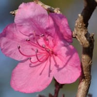鉢植えのツツジ（１）「桜玄海ツツジ」
