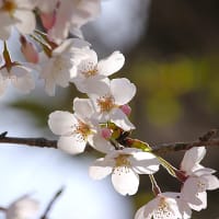 花眩の朝、桜四月