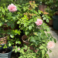 夏の色々来たる　　〜温風至（あつかぜいたる）の候〜
