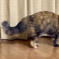 ５月１０日　結束バンドが楽しいの