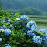 延岡ふるさと里山のチカラ再発見写真館NO 3502